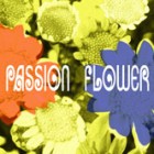 T-SQUARE - Passion Flower cover 