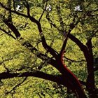 HOZAN YAMAMOTO Daiginjo album cover