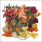 MIKE BAGGETTA Mike Baggetta / Jim Keltner / Mike Watt ‎: Wall Of Flowers album cover