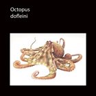 OCTOPUS dofleini album cover