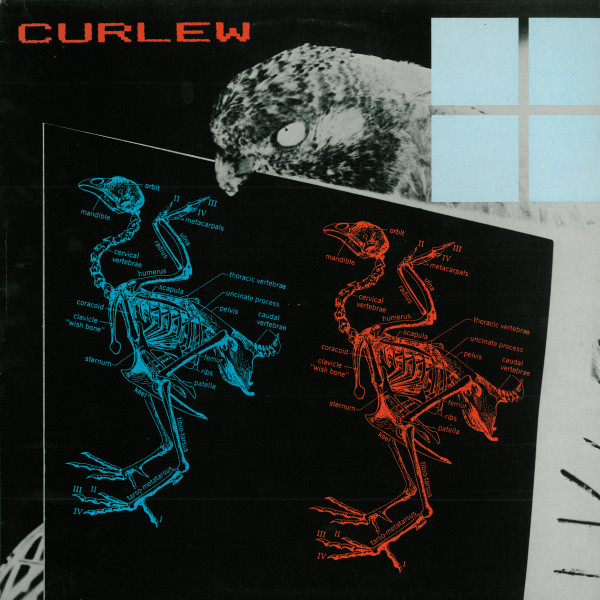 CURLEW - Curlew cover 
