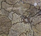 CHRISTOFER BJURSTRÖM Carnet de Croquis d'un Voyageur Immobile album cover