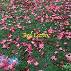FRODE GJERSTAD Red Leaves album cover