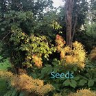 FRODE GJERSTAD Seeds album cover