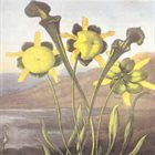 MARTIN ARCHER English Commonflowers album cover