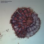 THOLLEM MCDONAS Thollem / Oliveros / Cline : Molecular Affinity album cover